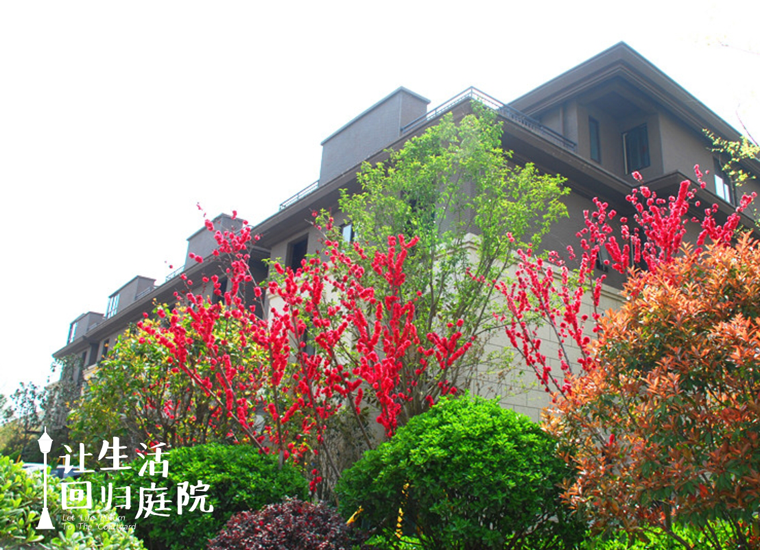 前后张望南阳50年：这样的天井，很难再有了！